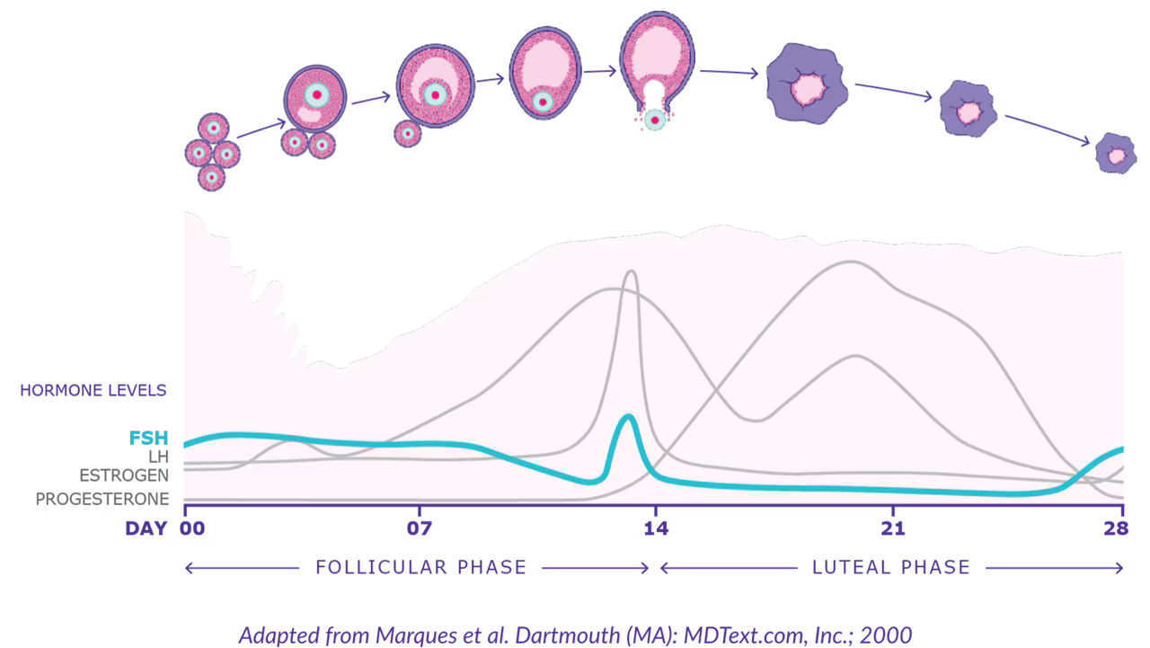 graph-the-biological-role-of-fsh